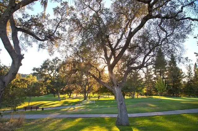 Oak trees shading the course in late light