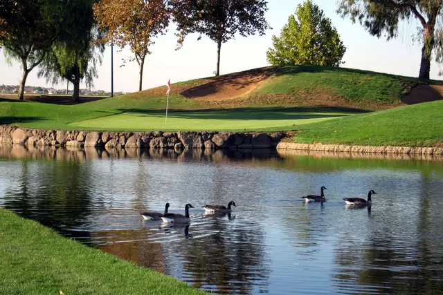 Geese on the pond in front of a green at Brentwood
