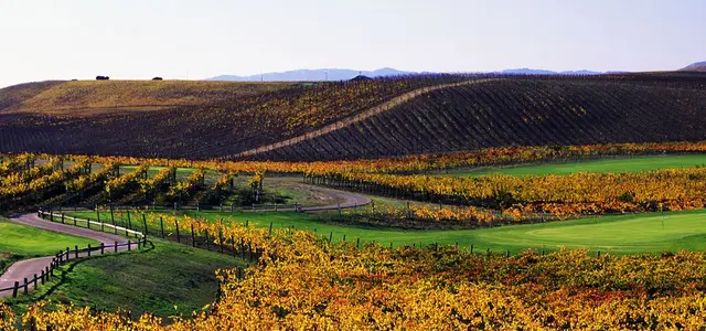 Vineyard rows running beside the course at Chardonnay
