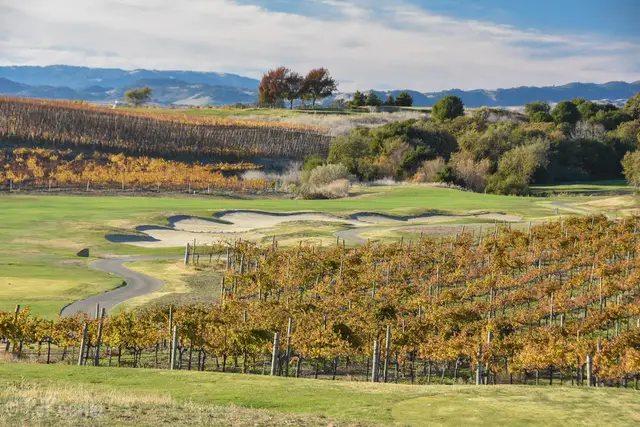 Bunkered green bordered by autumn vineyards