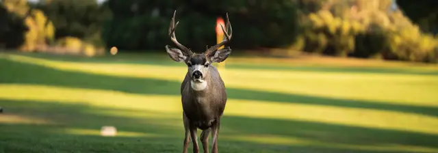 Buck standing on a fairway at Crystal Springs