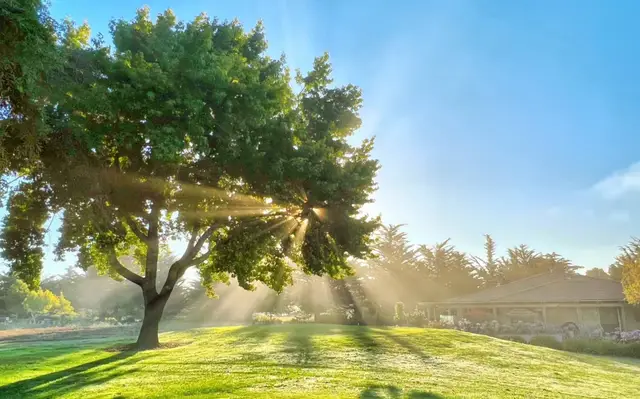 Sunlight through an oak beside the course
