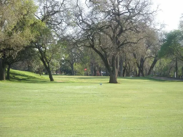 Mature oaks along a fairway