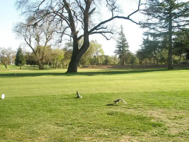 Oak tree beside a fairway