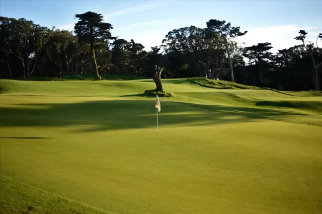 Green beneath Monterey cypress at Golden Gate Park