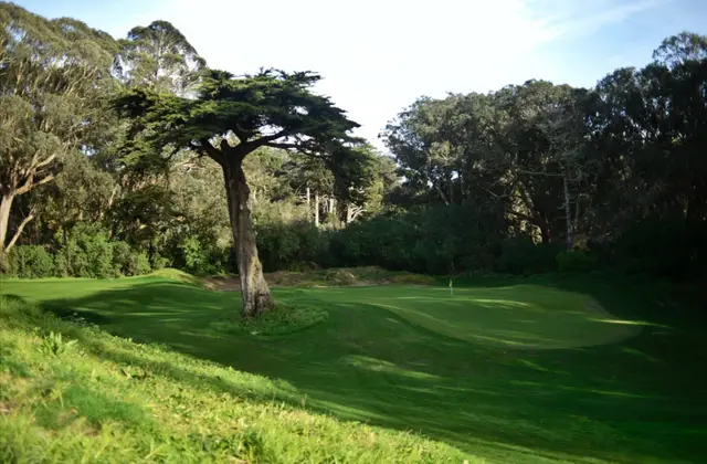 Lone cypress beside a green