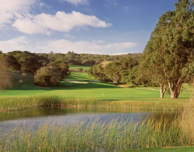 Reeds and oaks along a water hazard