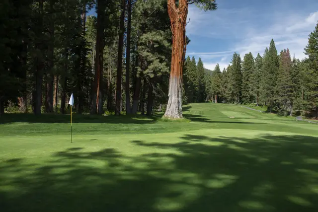 Green framed by tall Tahoe pines