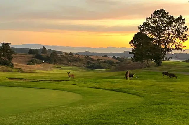 Deer grazing on a fairway at sunset