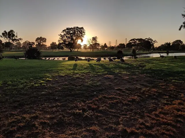 Geese on the course at sunset