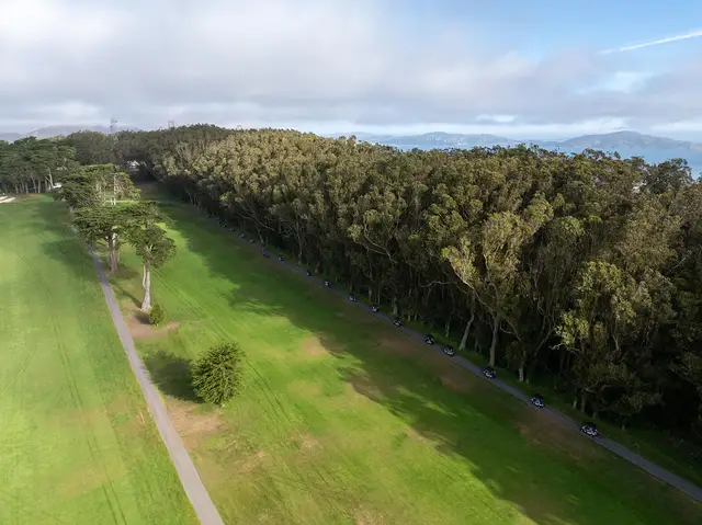 Fairway lined by eucalyptus in the Presidio forest