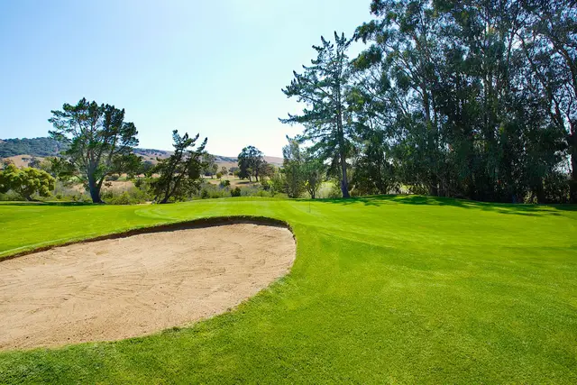 Greenside bunker under eucalyptus