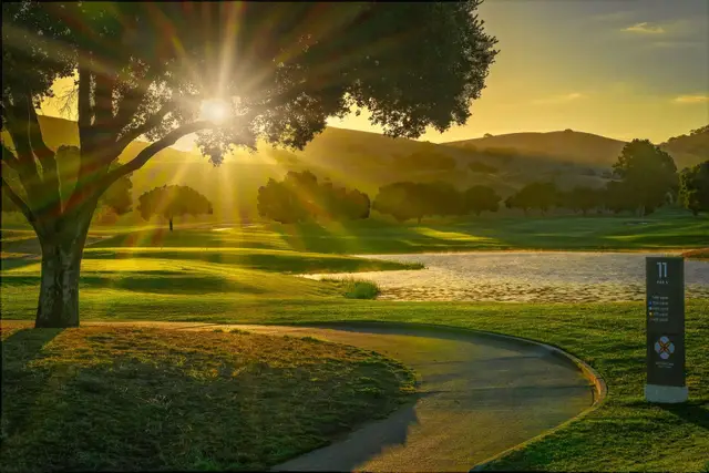 Sun through a valley oak at golden hour