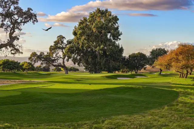 Heritage oaks beside a fairway