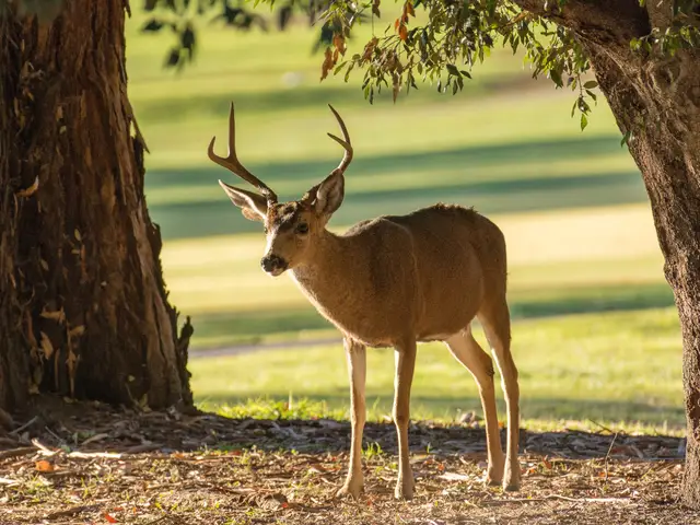 Buck in the shade beside a Santa Teresa fairway