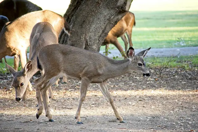 Deer grazing on the course at Santa Teresa