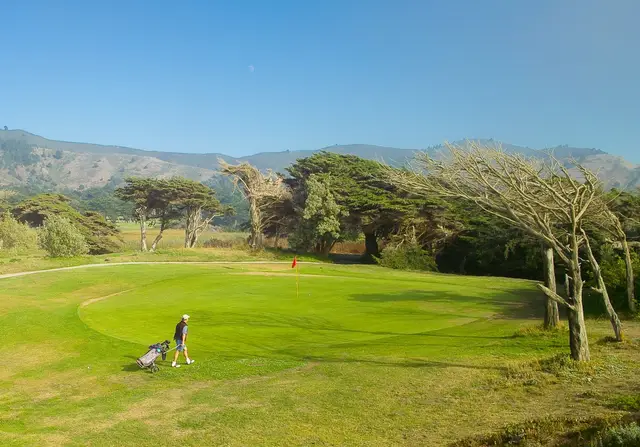 Golfer on a green below the wind-bent cypress at Sharp Park