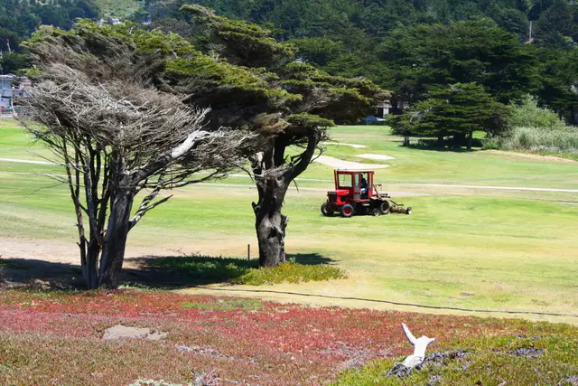 Cypress trees and a mower on a Sharp Park fairway