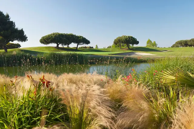 Ornamental grasses along a water hazard