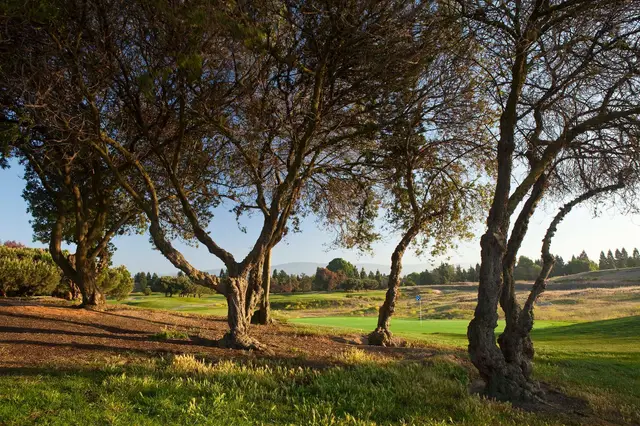 Gnarled trees beside a fairway