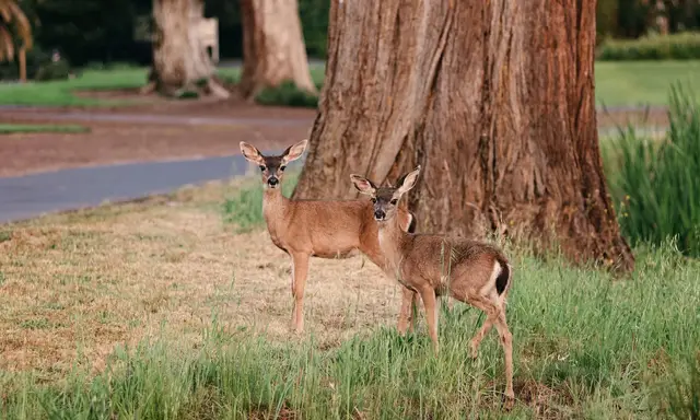 Deer beneath a redwood on the Silverado grounds