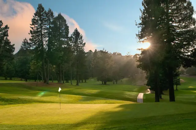 Sun through the redwoods onto a green