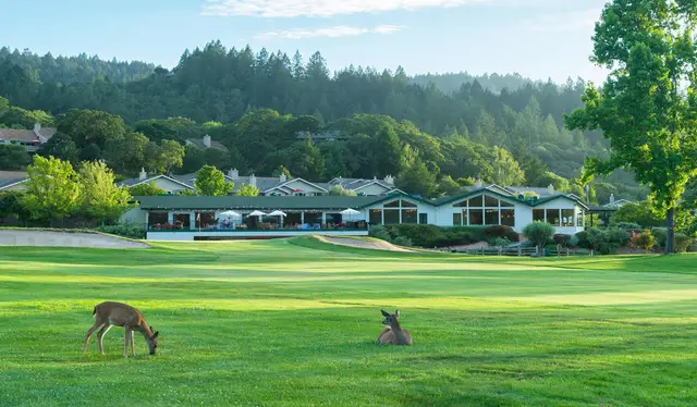 Deer grazing in front of the clubhouse