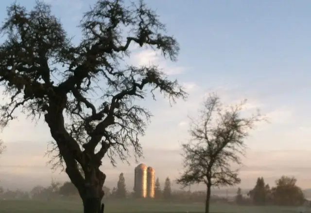 Oak silhouettes in the morning mist